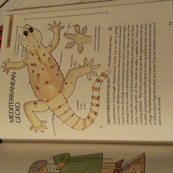 BugsT 3D Lizard Tee, Book, Toy - Picture 14 of 16